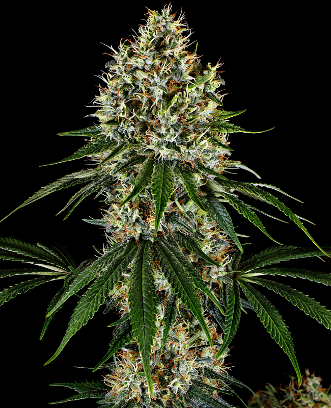 K2 Regular (Weed Seed Shop) – Herstellerbild