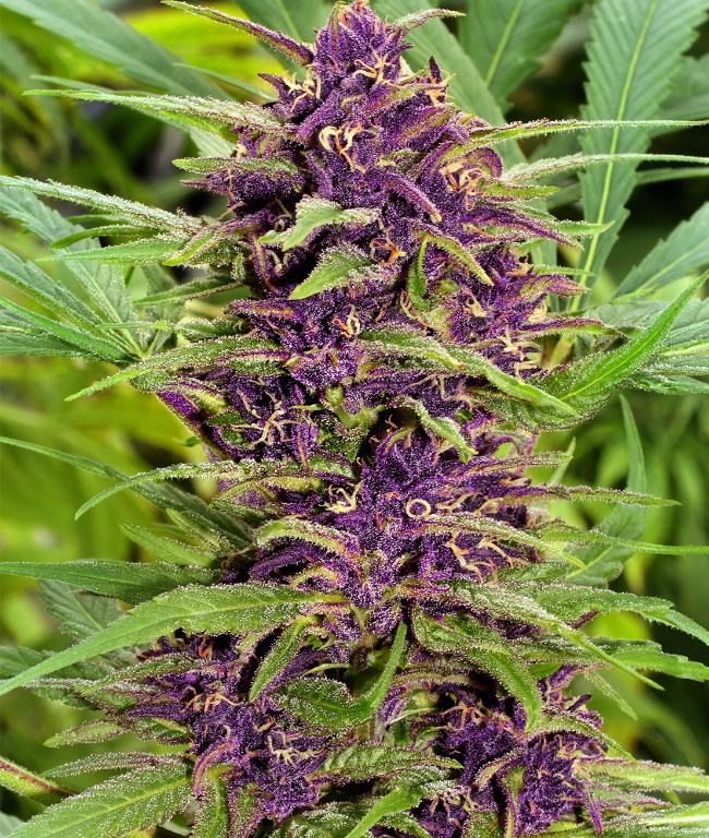 New Purple Power Regular (Weed Seed Shop) – Herstellerbild