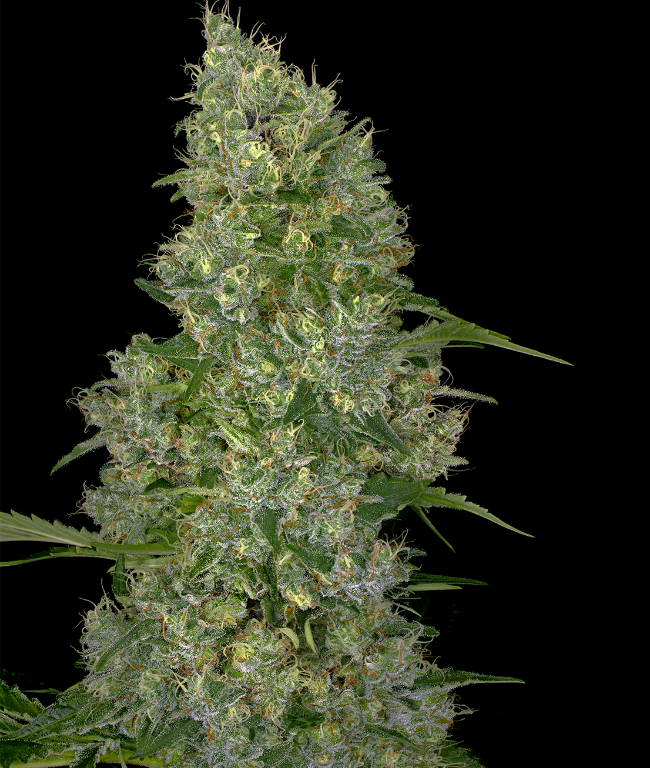 Swiss Miss Regular (Weed Seed Shop) – Herstellerbild