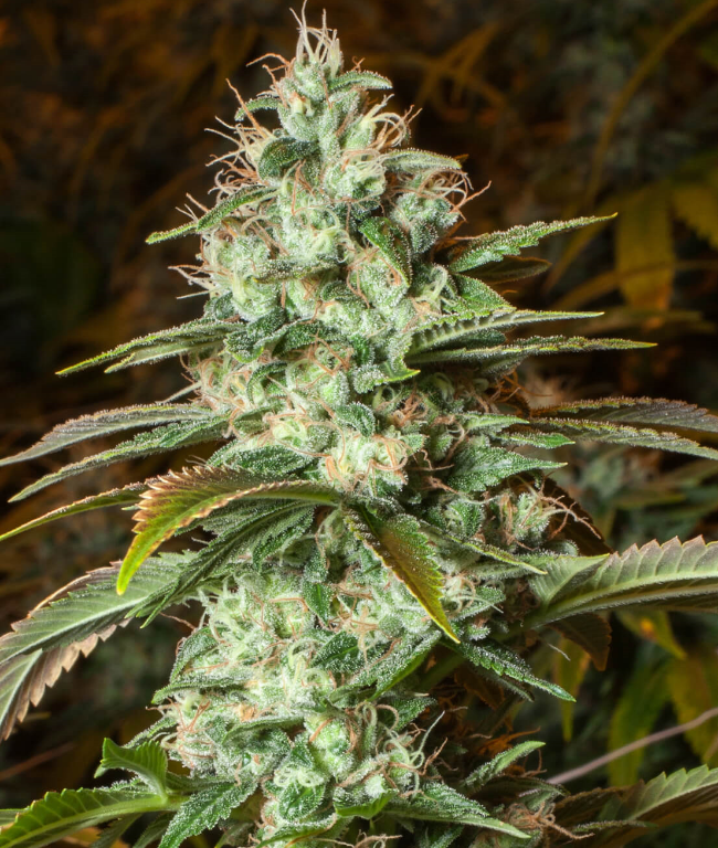 Diesel CBD Feminized (Weed Seed Shop) – Herstellerbild
