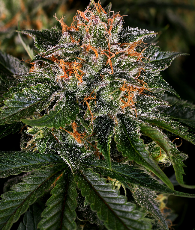 Critical Kush Feminized (Weed Seed Shop) – Herstellerbild