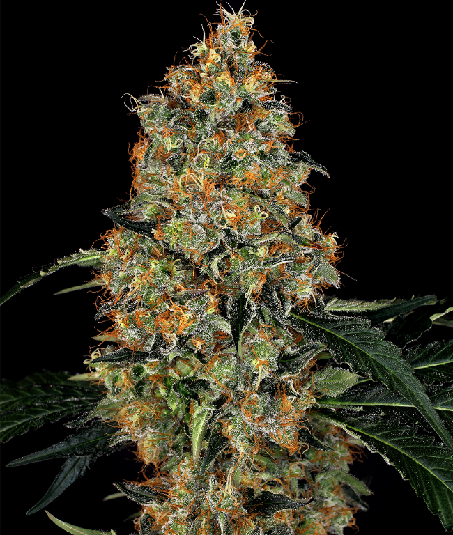 Nicole Bubba Kush Feminized (Sensi Seeds) – Herstellerbild