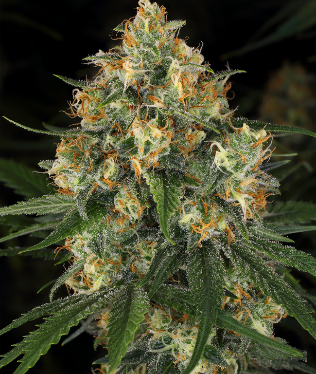 Nicole Kush Feminized (Weed Seed Shop) – Herstellerbild