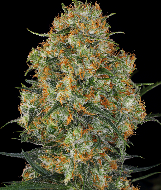 Wedding Cake Feminized (Weed Seed Shop) – Herstellerbild