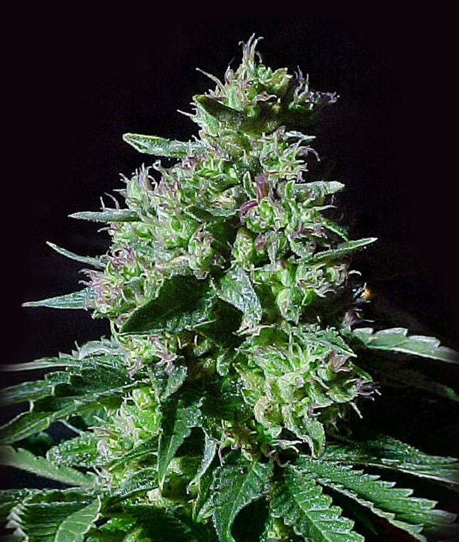 Top 44 Automatic (Weed Seed Shop) – Herstellerbild