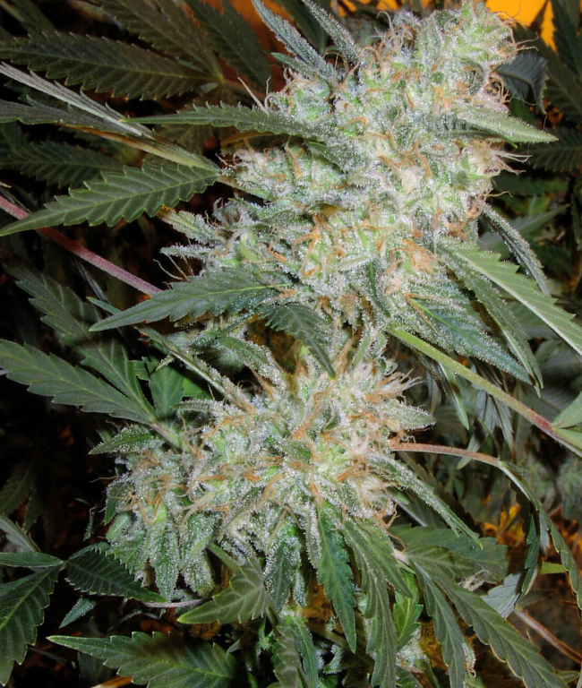 Critical Mass Automatic (Weed Seed Shop) – Herstellerbild