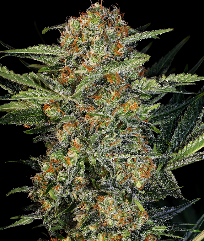 Northern Lights Feminized (Weed Seed Shop) – Herstellerbild