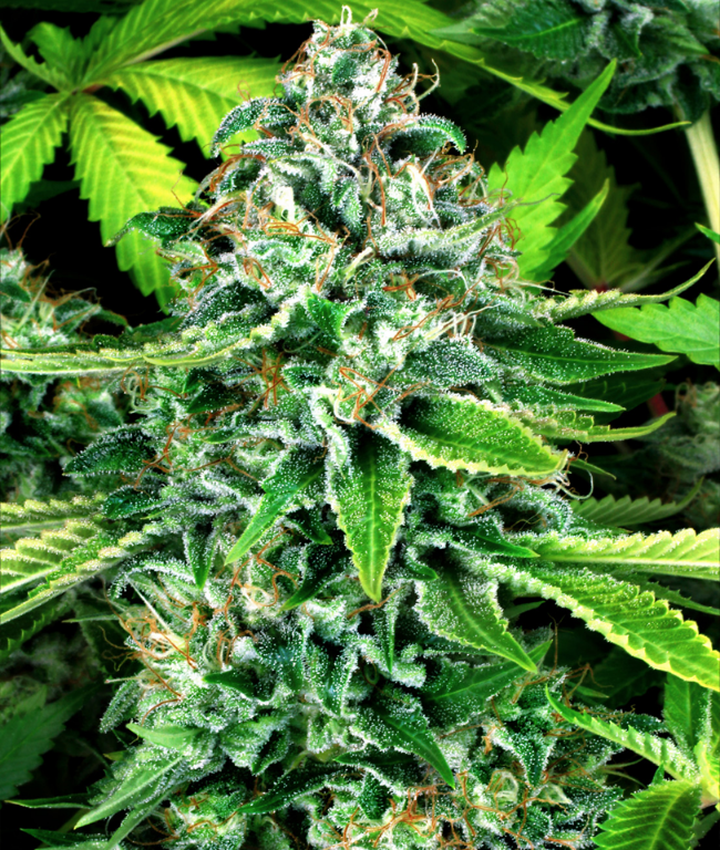Do-Si-Dos Automatic (Weed Seed Shop) – Herstellerbild