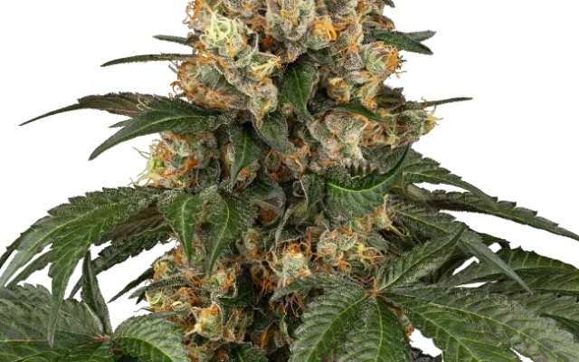 Chocolate Rainbow XXL Feminisiert (Sensi Seeds) – Herstellerbild