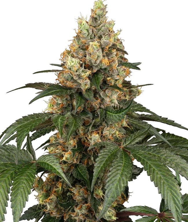Chocolate Rainbow XXL Feminisiert (Sensi Seeds) – Herstellerbild