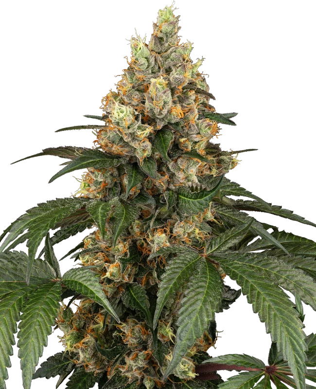 Chocolate Rainbow XXL Feminisiert (Sensi Seeds) – Herstellerbild