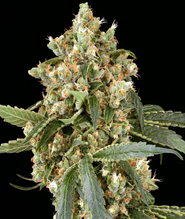 Sweet Mango Tango Feminized (Weed Seed Shop) – Herstellerbild