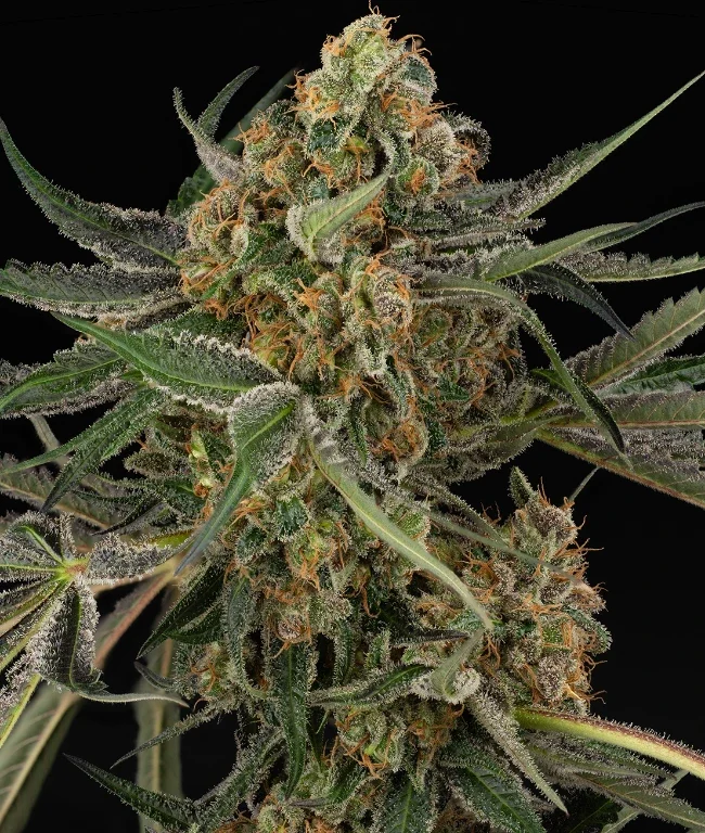 Cereal Milk Feminized (Weed Seed Shop) – Herstellerbild