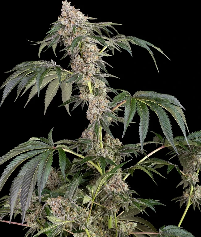Permanent Marker Feminized (Weed Seed Shop) – Herstellerbild
