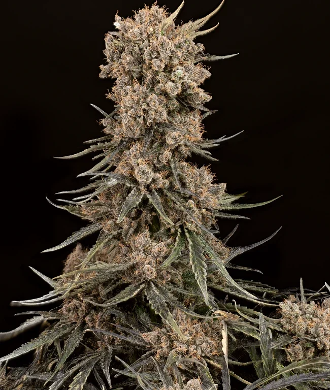 Blue Zushi Feminized (Weed Seed Shop) – Herstellerbild