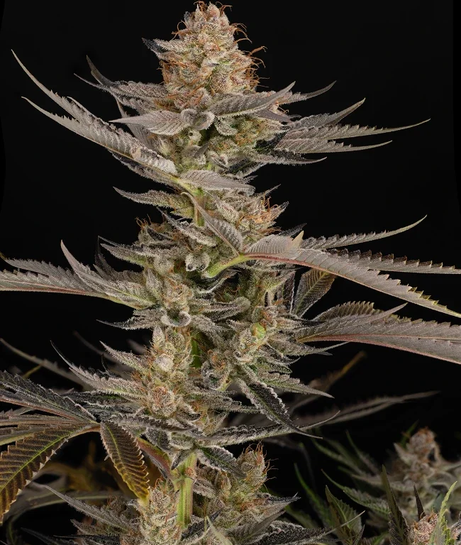 Super Boof Feminized (Weed Seed Shop) – Herstellerbild