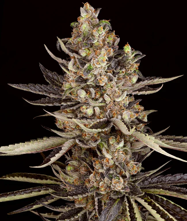 Zoap Feminized (Weed Seed Shop) – Herstellerbild
