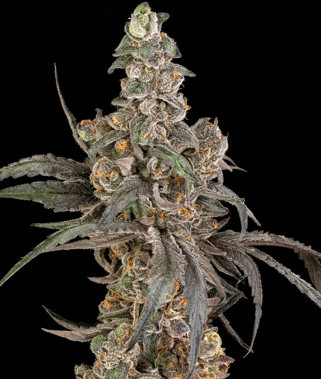 Cereal Milk Automatic (Weed Seed Shop) – Herstellerbild