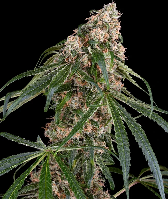 Permanent Marker Automatic (Weed Seed Shop) – Herstellerbild