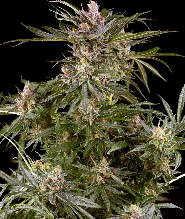 Super Boof Automatic (Weed Seed Shop) – Herstellerbild