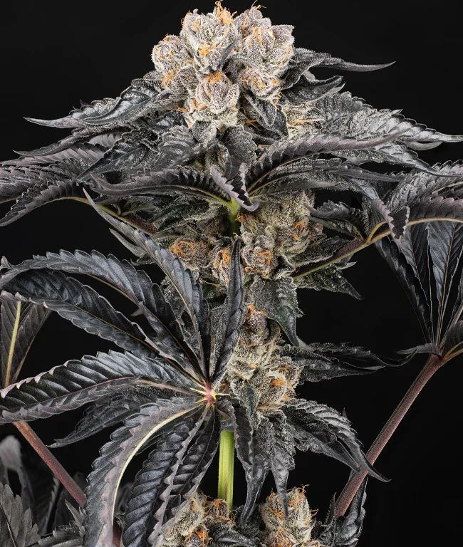 Zoap Automatic (Weed Seed Shop) – Herstellerbild