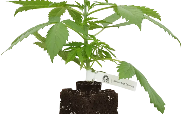 Banana Kush Cake Automatic Cannabispflanzen, 1 Samenpflanze – Produktabbildung des Herstellers