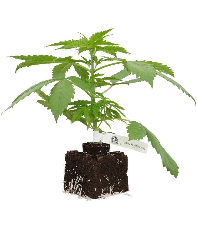 Banana Kush Cake Automatic Cannabispflanzen, 1 Samenpflanze – Produktabbildung des Herstellers