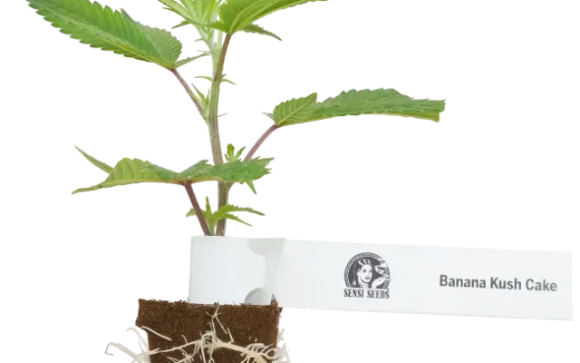 Banana Kush Cake Feminisierte Cannabispflanzen, 1 Steckling – Produktabbildung des Herstellers