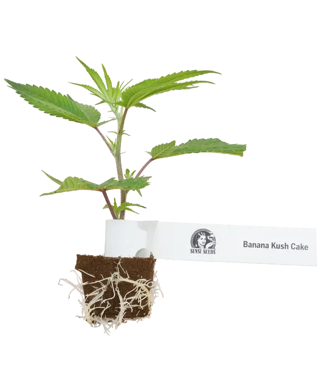 Banana Kush Cake Feminisierte Cannabispflanzen, 1 Steckling – Produktabbildung des Herstellers