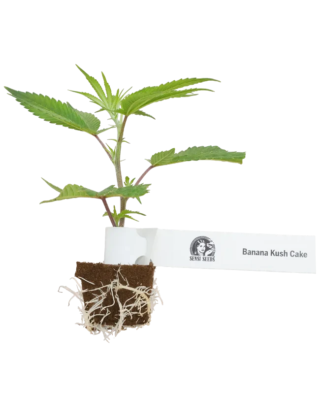 Banana Kush Cake Feminisierte Cannabispflanzen, 1 Steckling – Produktabbildung des Herstellers