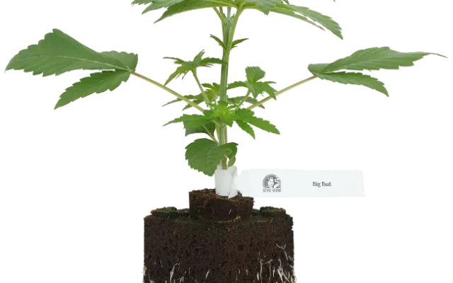 Big Bud Feminisierte Cannabispflanzen, 1 Samenpflanze – Produktabbildung des Herstellers