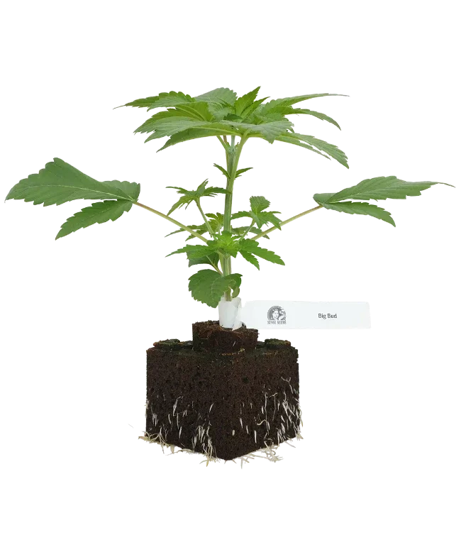 Big Bud Feminisierte Cannabispflanzen, 1 Samenpflanze – Produktabbildung des Herstellers