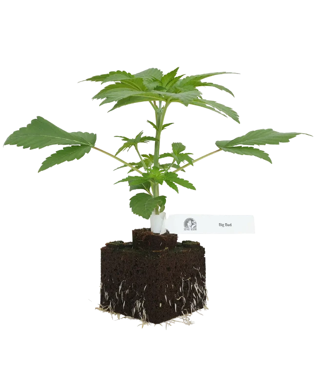 Big Bud Feminisierte Cannabispflanzen, 1 Samenpflanze – Produktabbildung des Herstellers
