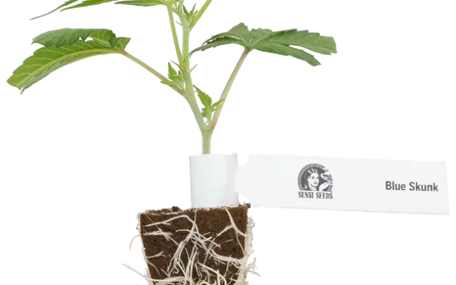 Blue Skunk Feminisierte Cannabispflanzen, 1 Steckling – Produktabbildung des Herstellers