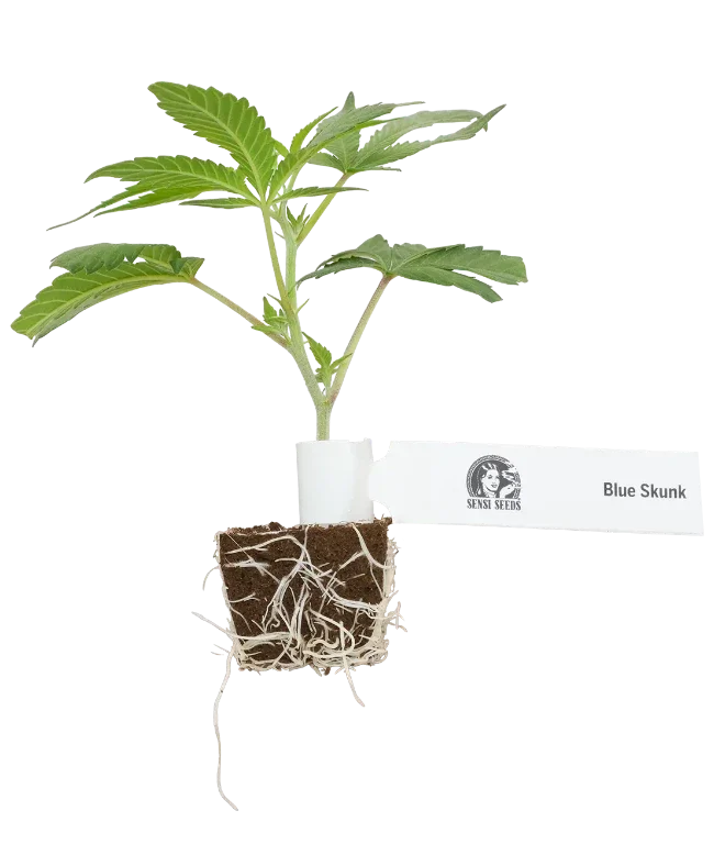 Blue Skunk Feminisierte Cannabispflanzen, 1 Steckling – Produktabbildung des Herstellers