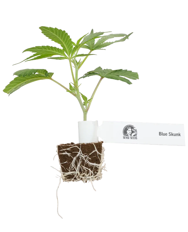 Blue Skunk Feminisierte Cannabispflanzen, 1 Steckling – Produktabbildung des Herstellers