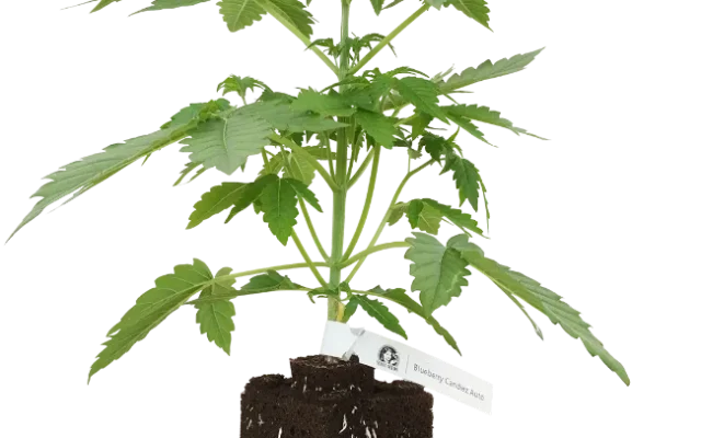 Blueberry Candiez Automatic Cannabispflanzen, 1 Samenpflanze – Produktabbildung des Herstellers