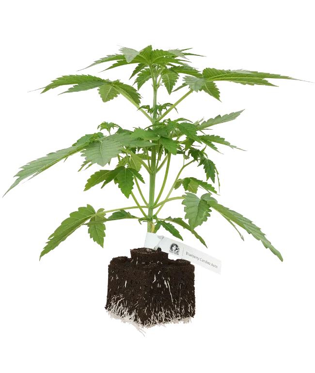 Blueberry Candiez Automatic Cannabispflanzen, 1 Samenpflanze – Produktabbildung des Herstellers