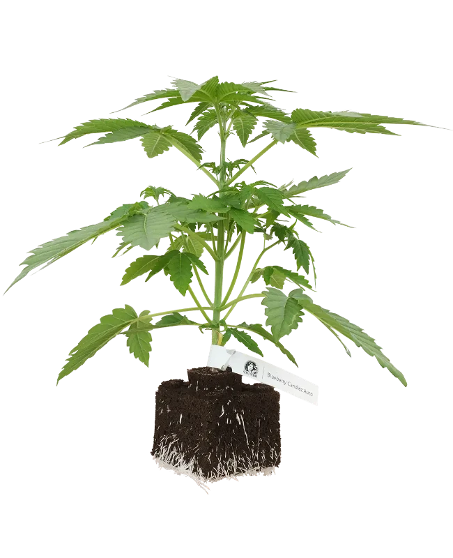 Blueberry Candiez Automatic Cannabispflanzen, 1 Samenpflanze – Produktabbildung des Herstellers