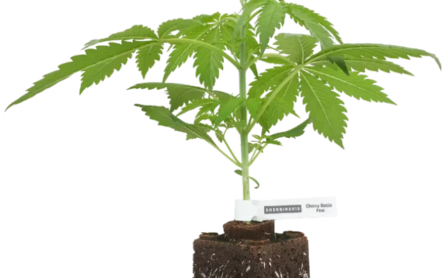 Cherry Bacio Feminisierte Cannabispflanzen, 1 Samenpflanze – Produktabbildung des Herstellers