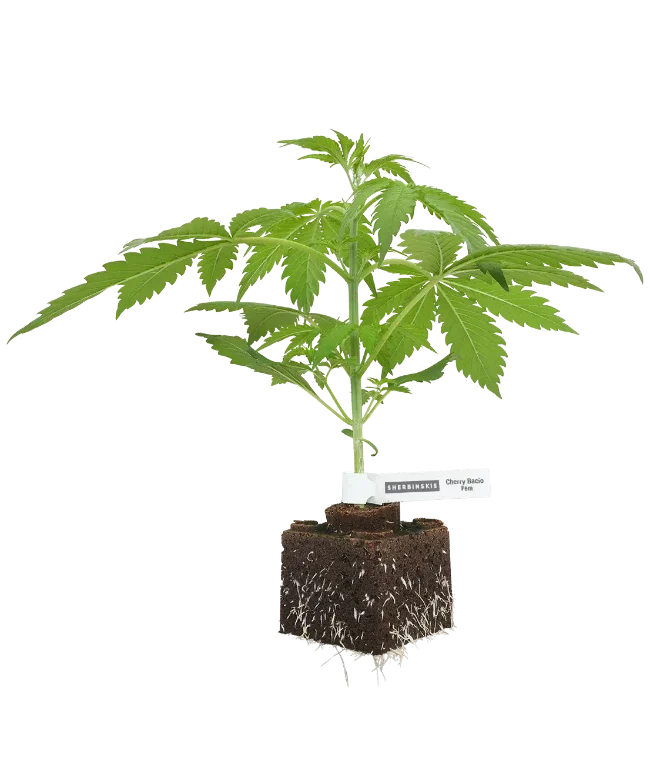 Cherry Bacio Feminisierte Cannabispflanzen, 1 Samenpflanze – Produktabbildung des Herstellers