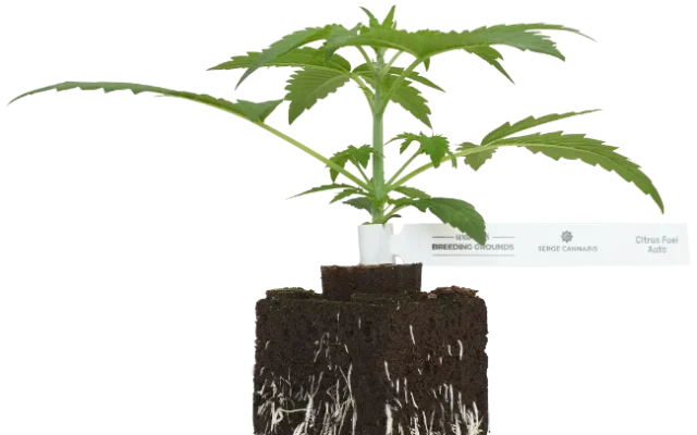 Citrus Fuel Automatic Cannabispflanzen, 1 Samenpflanze – Produktabbildung des Herstellers
