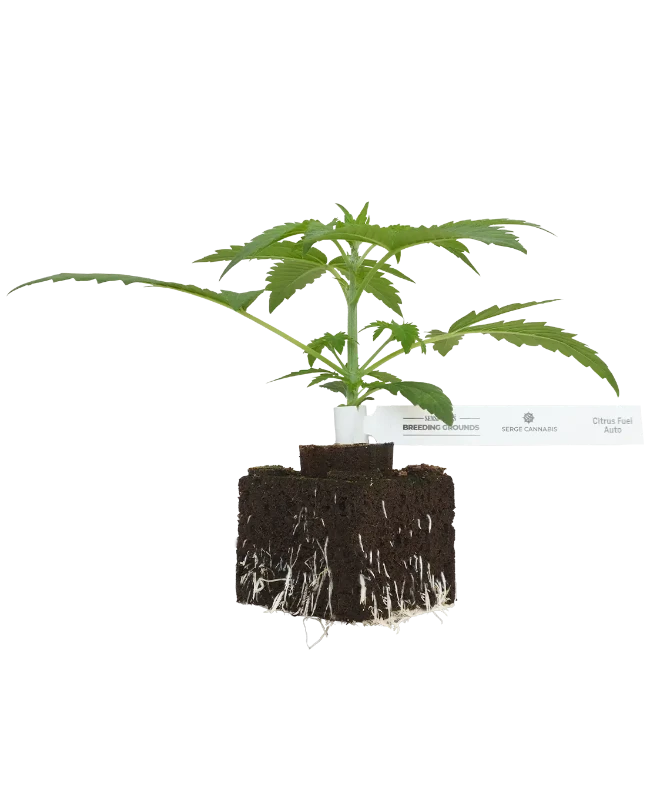 Citrus Fuel Automatic Cannabispflanzen, 1 Samenpflanze – Produktabbildung des Herstellers
