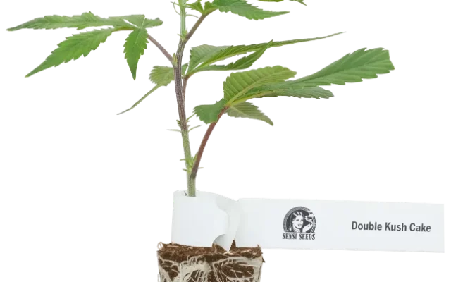 Double Kush Cake Feminisierte Cannabis-Pflanzen, 1 Steckling – Produktabbildung des Herstellers