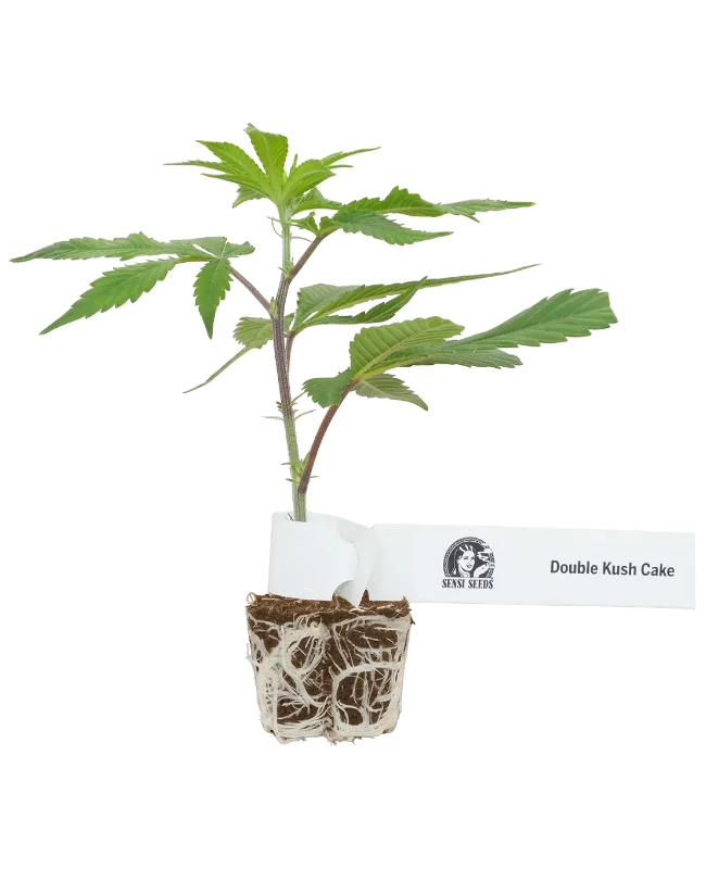 Double Kush Cake Feminisierte Cannabis-Pflanzen, 1 Steckling – Produktabbildung des Herstellers