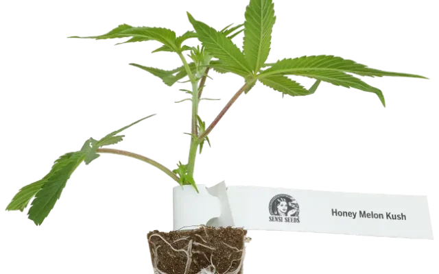 Honey Melon Kush Feminisierte Cannabispflanzen, 1 Steckling – Produktabbildung des Herstellers