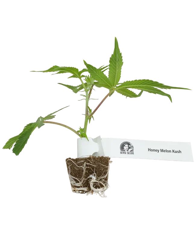 Honey Melon Kush Feminisierte Cannabispflanzen, 1 Steckling – Produktabbildung des Herstellers