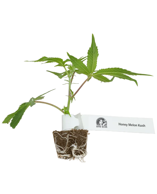 Honey Melon Kush Feminisierte Cannabispflanzen, 1 Steckling – Produktabbildung des Herstellers