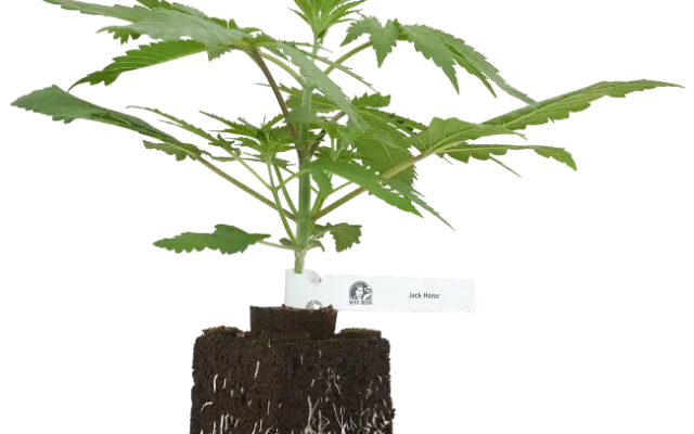 Jack Herer® Feminisierte Cannabispflanzen, 1 Samenpflanze – Produktabbildung des Herstellers