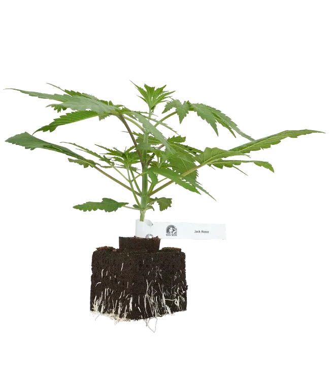 Jack Herer® Feminisierte Cannabispflanzen, 1 Samenpflanze – Produktabbildung des Herstellers
